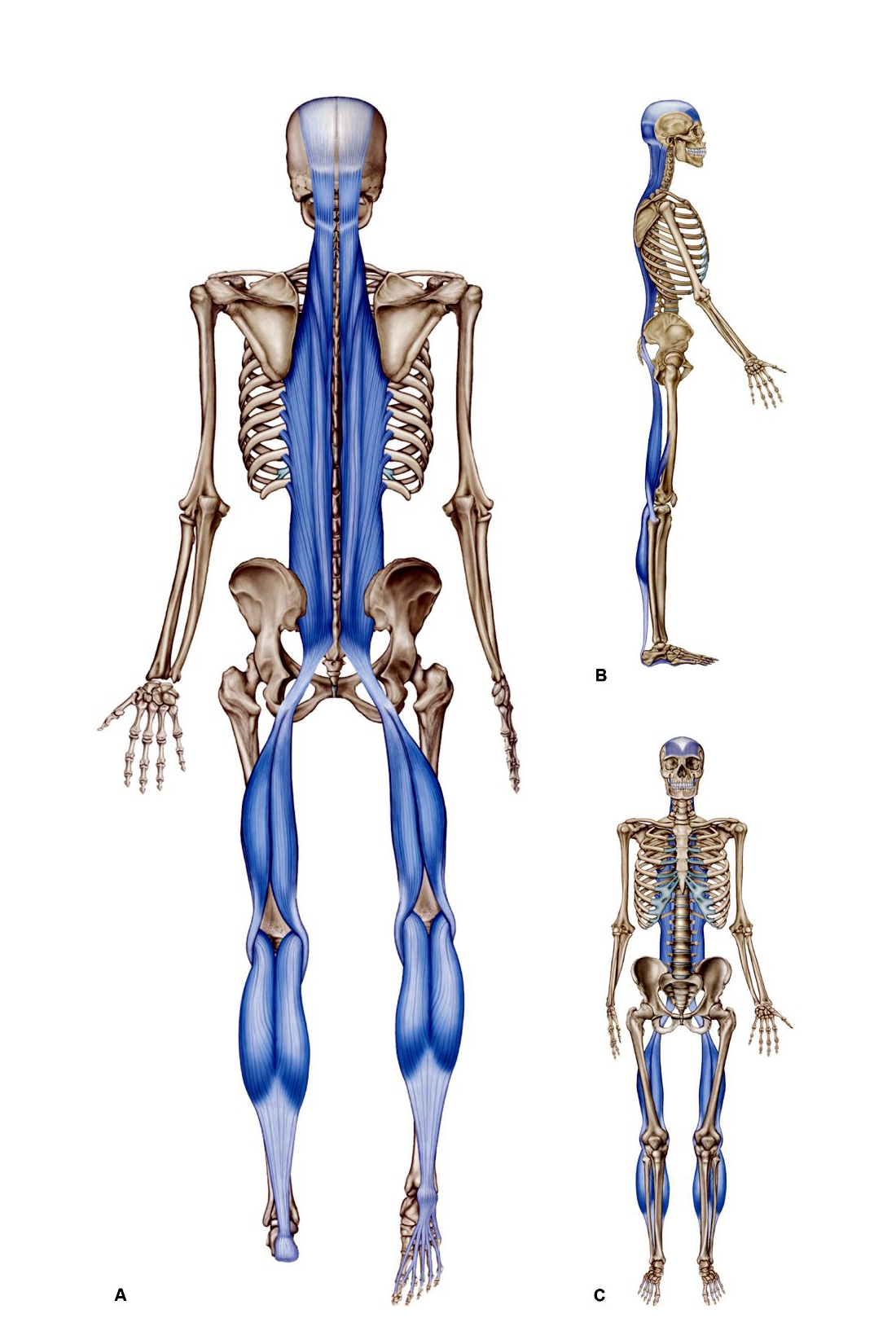 anatomytrainsが示す筋肉のつながり